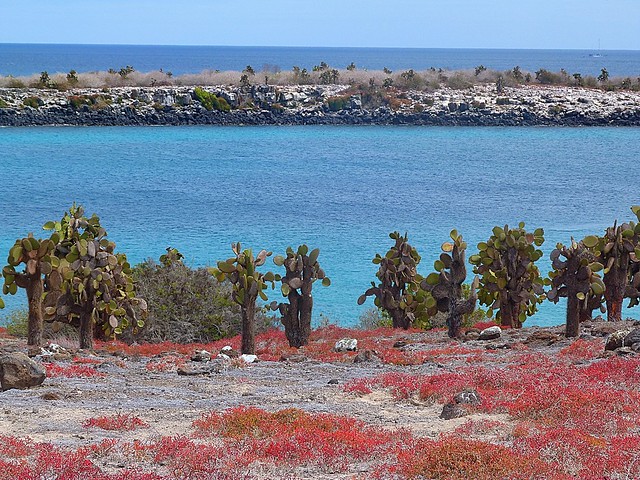 Isla Plaza Sur (Galápagos)