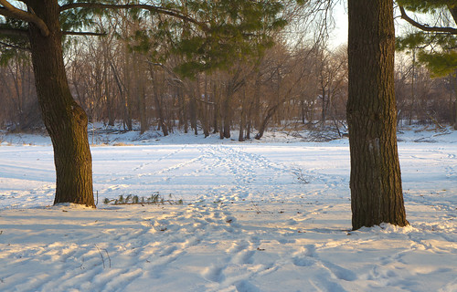 winter snow landscape footprints