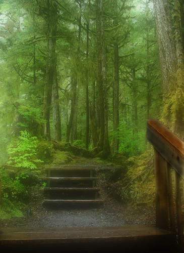 alaska woods steps foggy walkways settlerscove