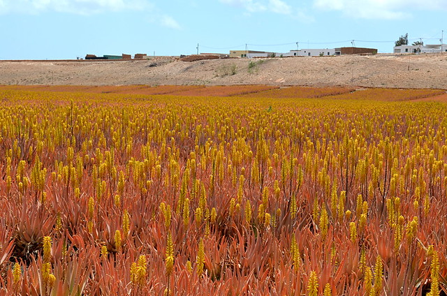 Aloe Vera fields of Tiscamanita, Fuerteventura