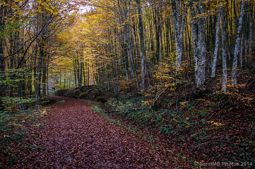 autumn españa forest way camino path bosque otoño esp navarra ochagavia 500px valledesalazar 2tumblr sal18250 2blogger