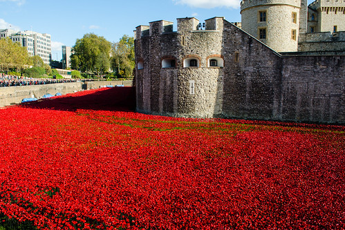peace poppies remembrance toweroflondon