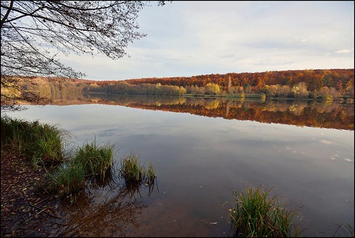 autumn forest automne landscape nikon sigma alsace paysage reflexion reflets eaux étangs d7100 foréts ex1020f456dchsm