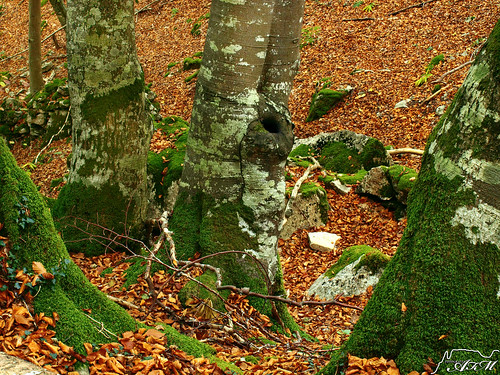 españa paisajes naturaleza nature landscapes spain arboles bosque otoño burgos hayedo castillayleon merindades montija valledemena alfer520