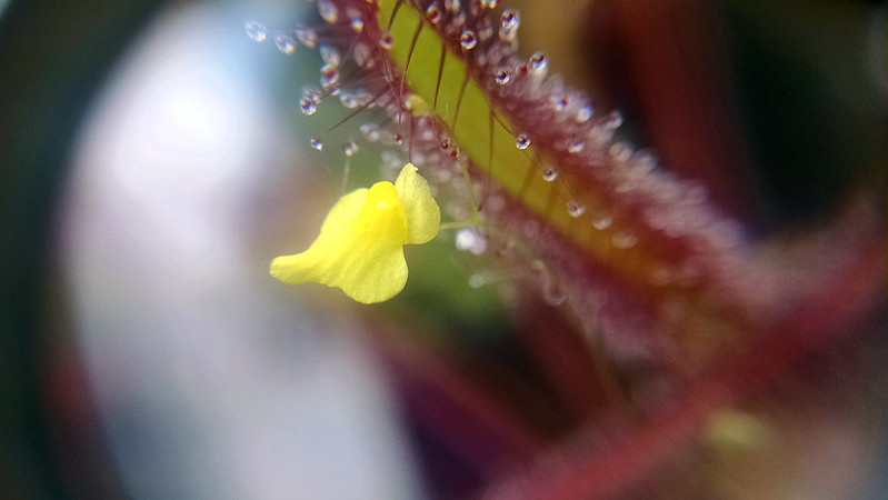 Utricularia subulata flower with Drosera capensis red form leaf.