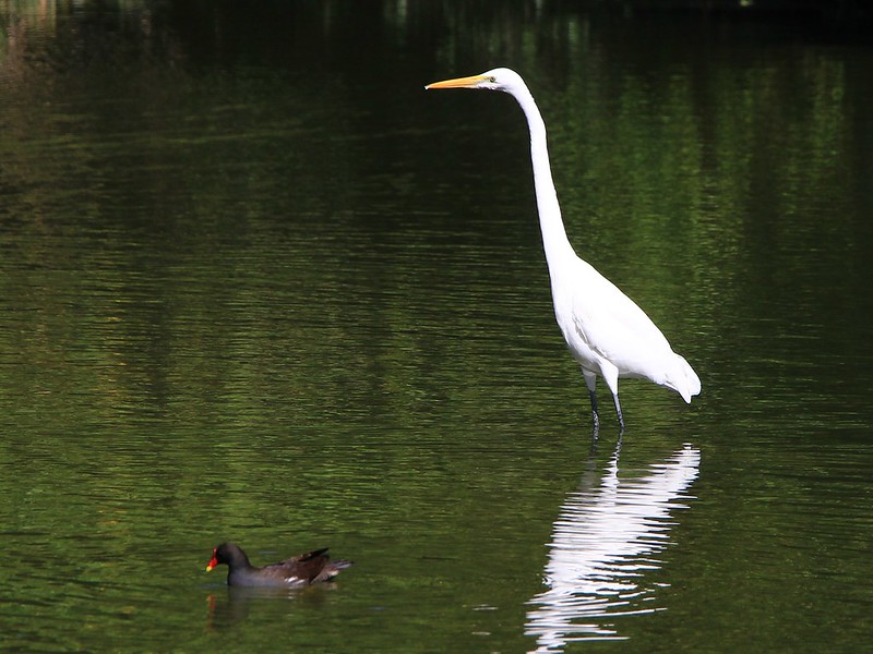 IMG_1448 大白鷺 Great White Egret