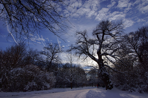winter english garden munich münchen landscape garten winterlandschaft englischer tilia cordata naturdenkmal winterlinde delopafoto