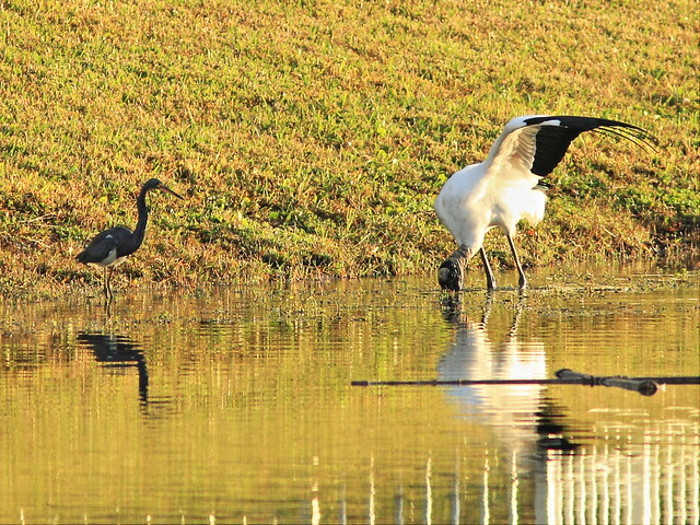 Tricolored Heron and Wood Stork 3-20141229