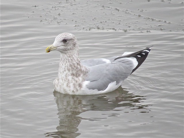 Thayer's Gull (adult type) at Peoria Lake in Peoria County, IL 04