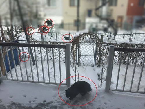 Cats on a fence