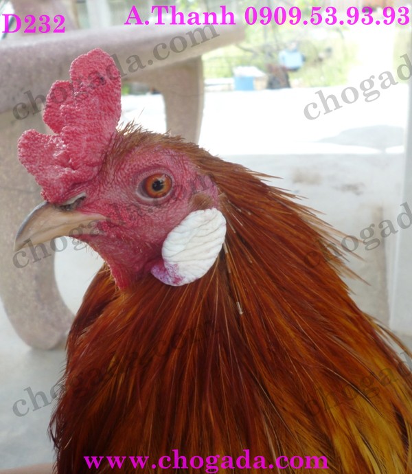 Bán gà nòi, gà tre đá tết 2015 - giá cạnh tranh 15353850614_7d9da37f03_o
