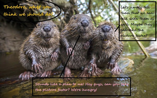 Alvin and the Beavers