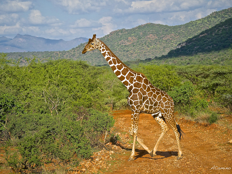 Largo viaje a Samburu: Guepardos, Jirafas, el festín de los Leones y muchas aves - 12 días de Safari en Kenia: Jambo bwana (9)