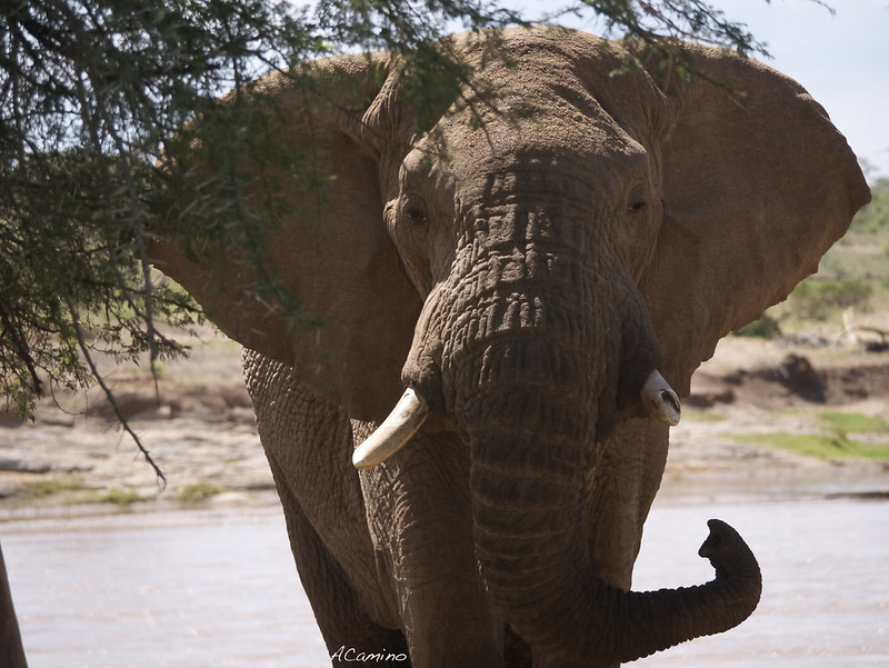 Safari en Samburu: Jirafas, Elefantes, Leones, Guepardos y muchísimos pájaros - 12 días de Safari en Kenia: Jambo bwana (41)
