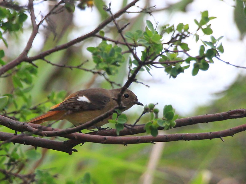 IMG_7482 黃尾鴝 母鳥 Daurian Redstart