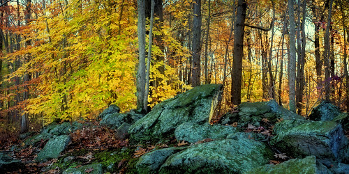 autumn trees color green fall nature leaves yellow forest landscape moss newjersey woods rocks unitedstates nj lichen southbrunswicktownship davidsonsmillpondpark