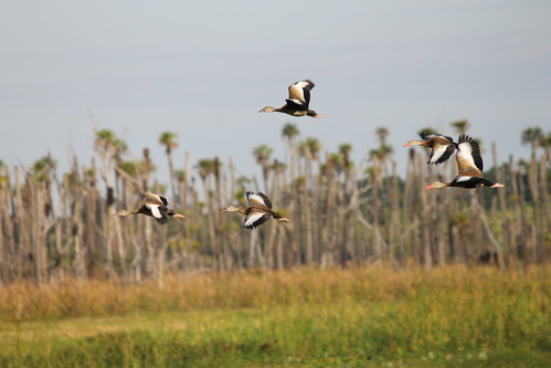 Black-bellied Whistling Duck at Orlando Wetlands Park (Christmas, Florida) - October 31, 2014