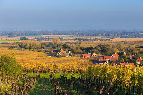 autumn panorama house france golden vineyard village wine route alsace hunawihr lesplusbeauxvillagesdefrance