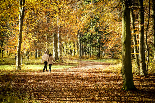 autumn bayern deutschland herbst augsburg siebentischwald