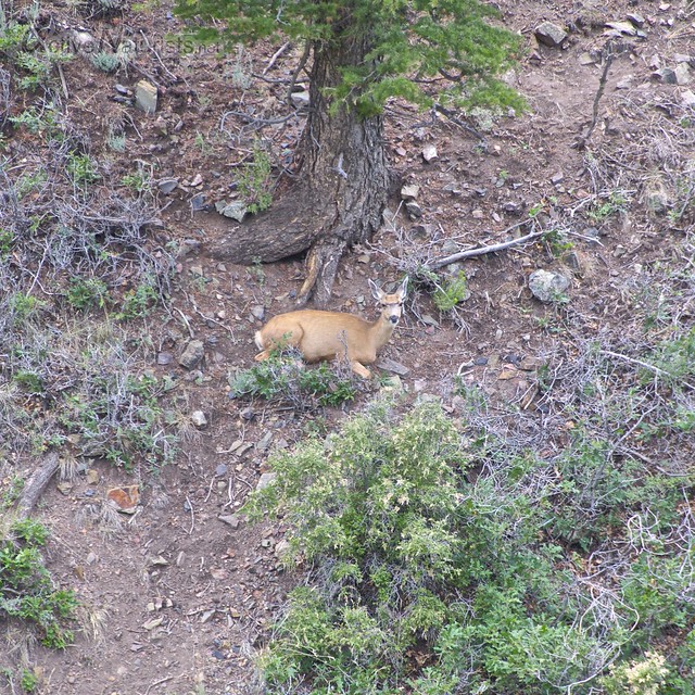 deer 0000  Orient Land Trust, Colorado, USA