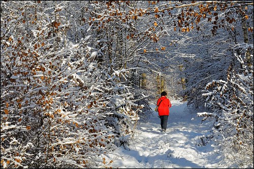 winter snow nature forest landscape rouge nikon hiver neige paysage tamron d90 foréts sp70300f456divcusd