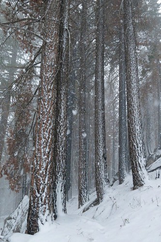 snow tree pine burn stanislausnationalforest