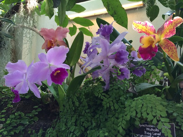 Orchids, US Botanic Garden Conservatory