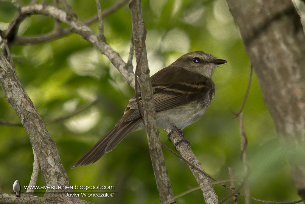 Mosqueta ceja blanca (Fuscous Flycatcher) Cnemotriccus fuscatus