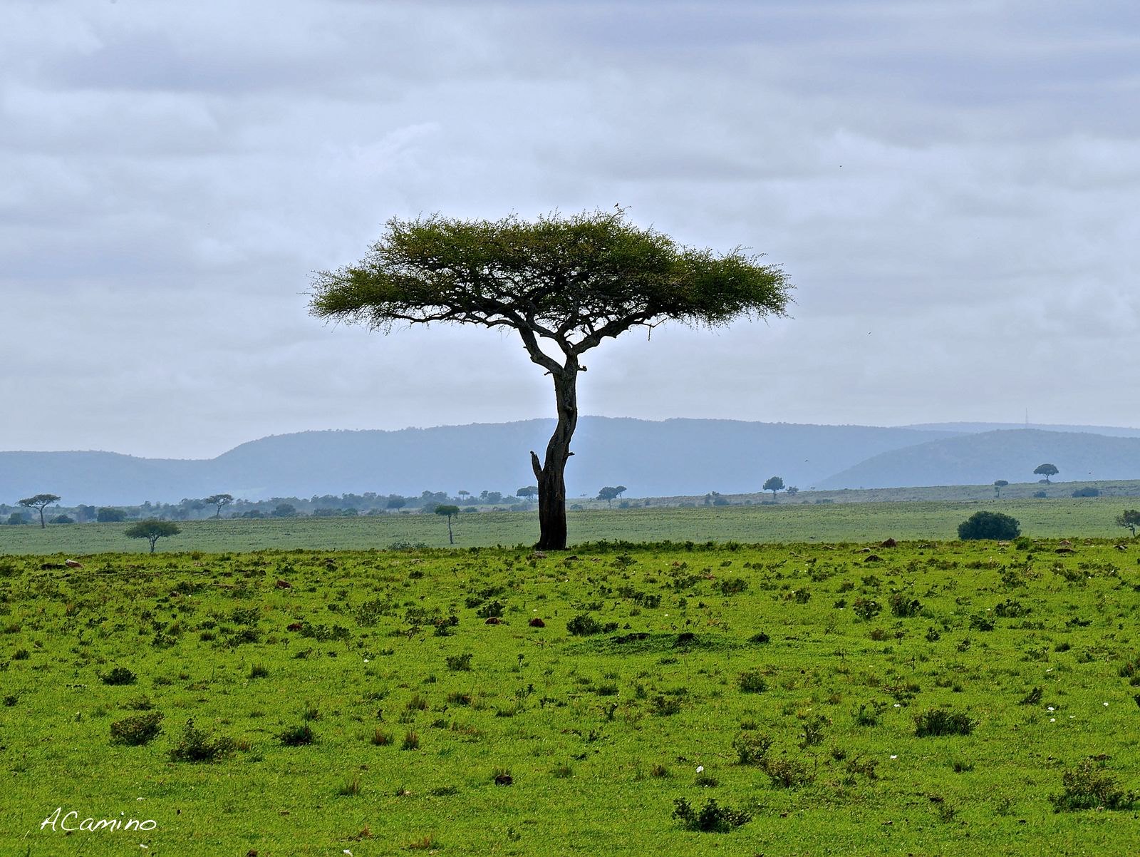 12 días de Safari en Kenia: Jambo bwana - Blogs de Kenia - El parto de una gacela en un Masai Mara, lleno de búfalos, leones, guepardos... (55)