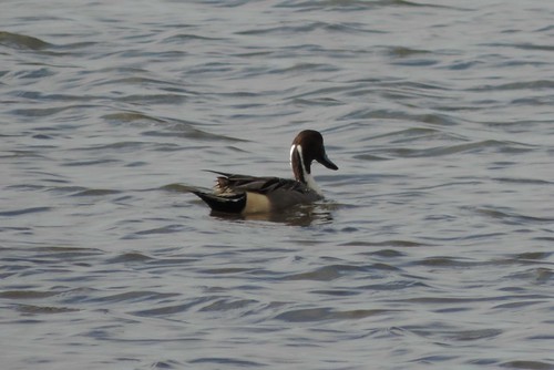 #109 Northern Pintail (Anas acuta)