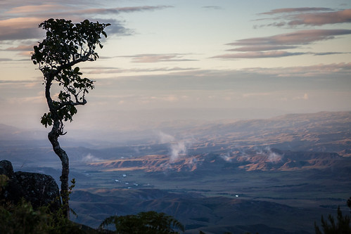 sunset tree venezuela gran gransabana roraima sabana lagransabana monteroraima