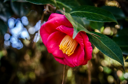 South Carolina Botanical Garden-007