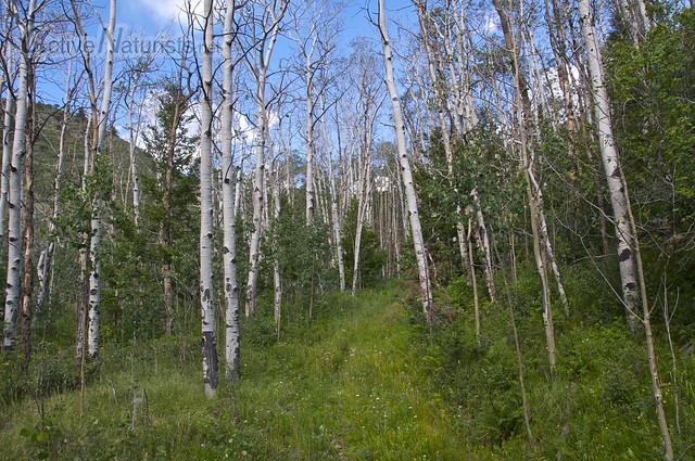 aspen forest 0001  Orient Land Trust, Colorado, USA