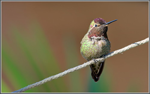 hummingbird purple bokeh