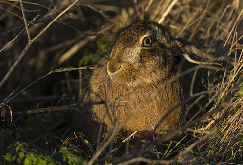 nature sunrise mammal hare wildlife elmleynnr