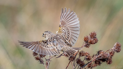 bird us unitedstates michigan sparrow fennville grasshoppersparrowammodramussavannarum