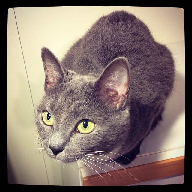 Momo knows that a perfect girl only poses to camera in a decent studio lighting. #Momo #cats #bluecat #project365
