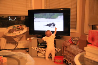 Reaching for animals on TV