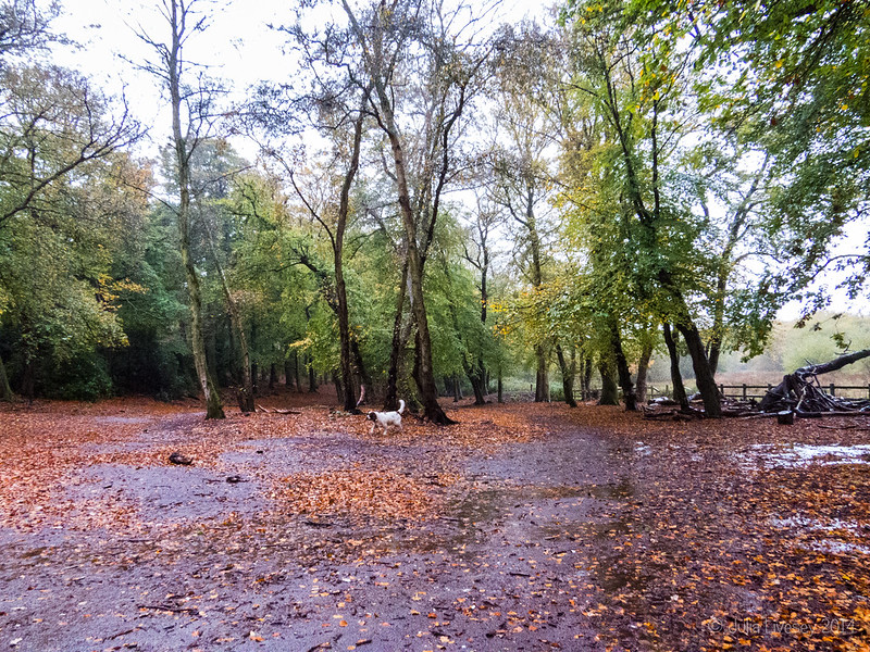 A wet walk in the Woodland Walk