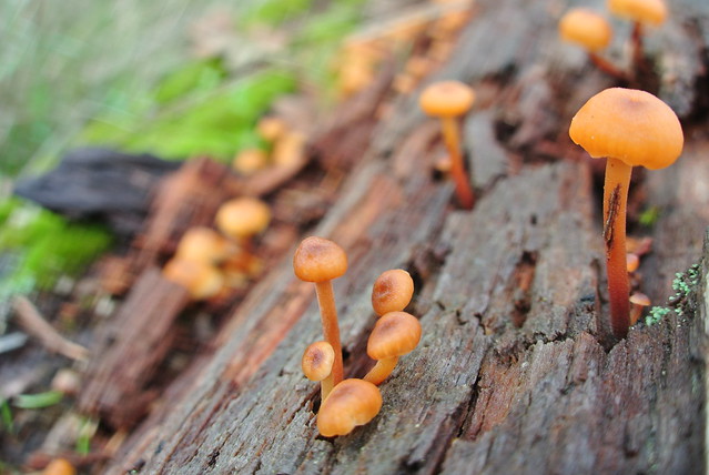 Tiny, tiny mushrooms in fall colors