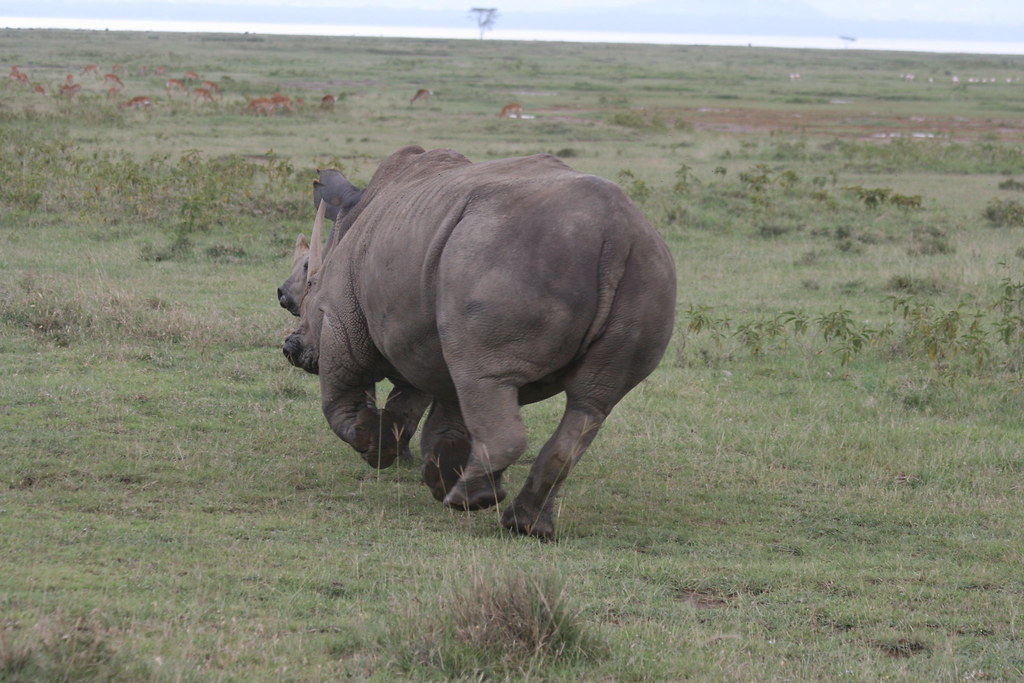 LAGO NAKURU - MEMORIAS DE KENIA 14 días de Safari (23)
