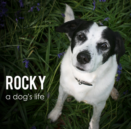 Rocky: A Dog's Life