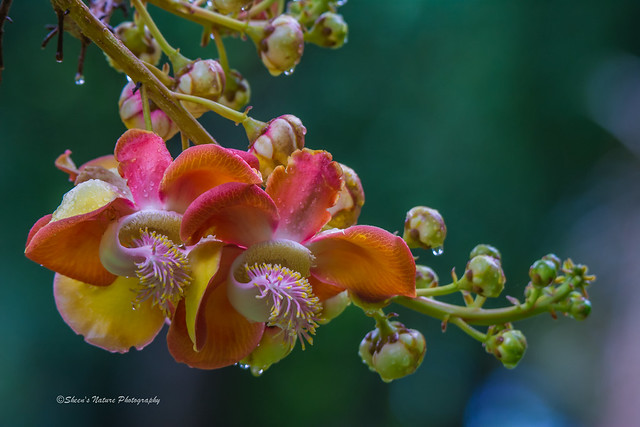 Cannonball Tree Flower