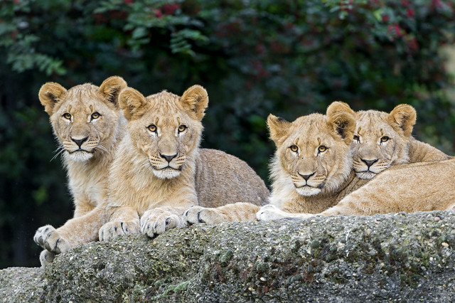 All four cubs together III