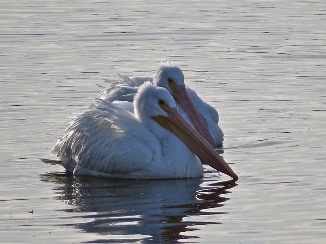 American White Pelicans at Lock & Dam in Quincy, IL 06