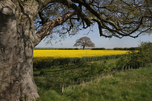 uk trees england colour yellow canon landscape countryside spring lincolnshire crops autofocus oilseedrape wolds ruby10 ruby15