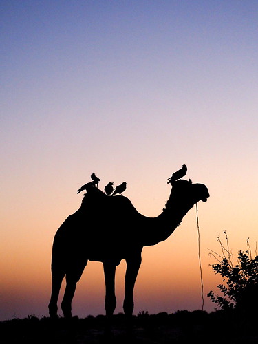 india sunrise safari camel indien jaisalmer rajasthan inde インド 日出 日の出 駱駝 印度 em10 ラクダ thardesert 沙漠日出 olympusomd