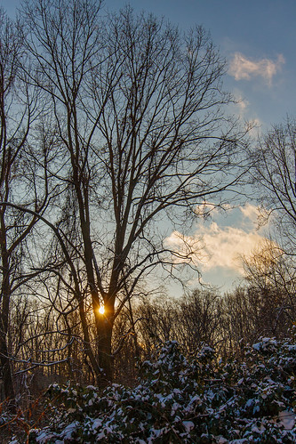 trees winter sunset snow cold branches sunflare jan15