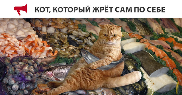 Рыжий кот нажрал на 60 тыс. рублей