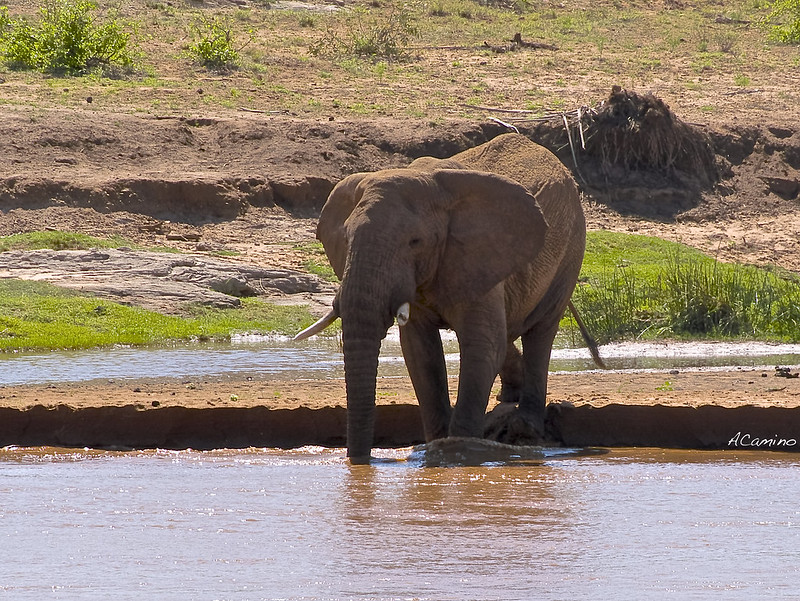 Safari en Samburu: Jirafas, Elefantes, Leones, Guepardos y muchísimos pájaros - 12 días de Safari en Kenia: Jambo bwana (39)